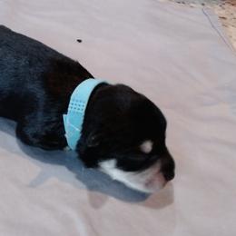 Winston - Black and silver male Miniature Schnauzer puppy in Weatherford, Texas from Castle of Paws