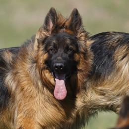 German Shepherds from Bergerhaus German Shepherds