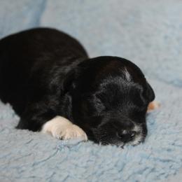 Tinsel - Black tri-color male Aussiedoodle puppy in Loretto, Tennessee from K Kountry Farm