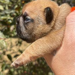 Cherry - Fawn and white female French Bulldog puppy in Spanaway, Washington from Beloved Frenchies
