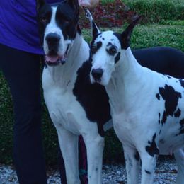 Great Danes from Woolf Spirit Danes