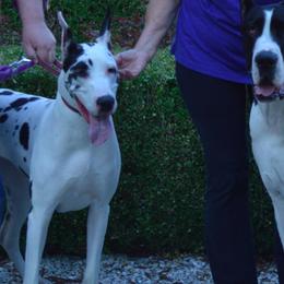 Great Danes from Woolf Spirit Danes