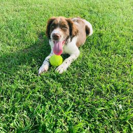 English Springer Spaniel Puppies from Spradley Springers