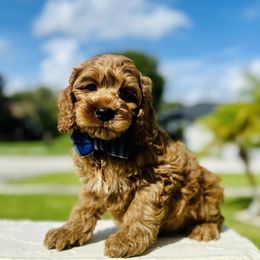 Cavapoo, Cockapoo, and Poodle Puppies from Benji’s Cockapoos