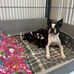 Carrie - Boston Terrier