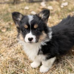 Diamond - Black and tan female Pembroke Welsh Corgi puppy in Hotchkiss, Colorado from Grand Mesa Corgis