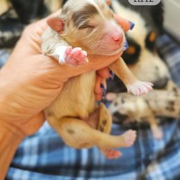 Red Merle 2 - Red merle female Miniature American Shepherd puppy in Tonopah, Arizona from King's Miniature American Shepherds