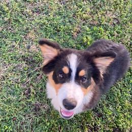 Max - Pembroke Welsh Corgi
