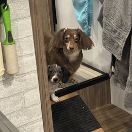 Dachshund Puppies from ♥ M's Dachshunds ♥