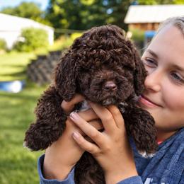Brown girl - Brown female Lagotto Romagnolo puppy in Lake City, Michigan from Michigan Lagotto