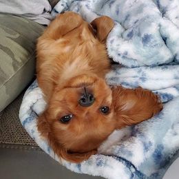 Cavalier King Charles Spaniel Puppies from Liberty Acres Kennels