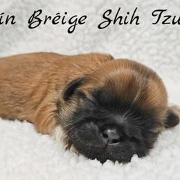 AKC Gold with White Male 1 - Gold male Shih Tzu puppy in Las Vegas, Nevada from Beirin Breige Shih Tzus