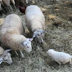 Border Collie and Maremma Sheepdog Puppies from Hope's Farm