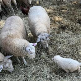 Border Collie and Maremma Sheepdog Puppies from Hope's Farm