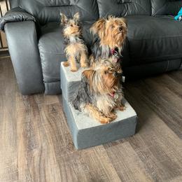 Yorkshire Terrier Puppies from Missy Lu Lap Puppies