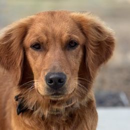 Golden Retrievers from Church Creek Retreievers