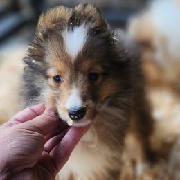 Gidget - Sable and white male Shetland Sheepdog puppy in Weedsport, New York from M&M Shelties and Smooch-A-Bulls English Bulldogs