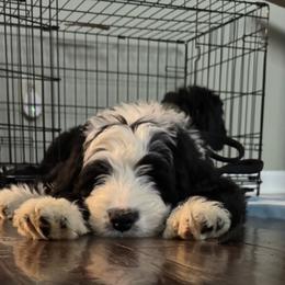 Bernedoodle Puppies from Ball-Y-Hoo Bernedoodles