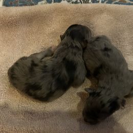 A'Pendragon de La Rive - Blue merle male Pyrenean Shepherd puppy in Ripley, Ohio from La Rive Pyr Sheps LLC