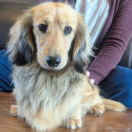 BILBO BAGGINS - Cream male Dachshund puppy in Moscow, Idaho from Bailiwick of Gurnsey
