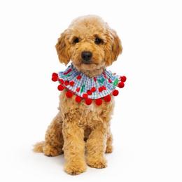 Bristol - Goldendoodle