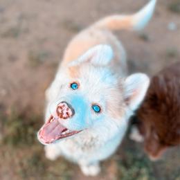 Sourdough - Merle male Pomsky puppy in Cleveland, Ohio from Lake Point Pomskies