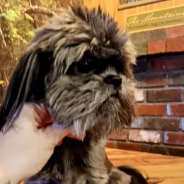 Kalani - Shih Tzu