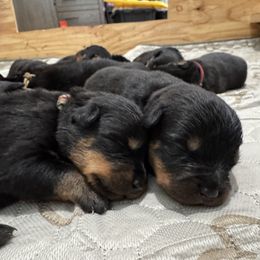 Rottweiler Puppies from Von Der Hügelspitze