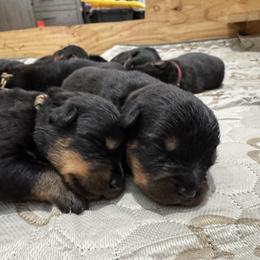 Rottweiler Puppies from Von Der Hügelspitze