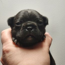 French Bulldog Puppies from Honey Hole Frenchies