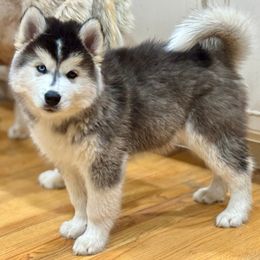 Siberian Husky puppies from Kemp Homestead