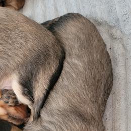 Dachshund Puppies from CLARK'S BREEDING PROGRAM