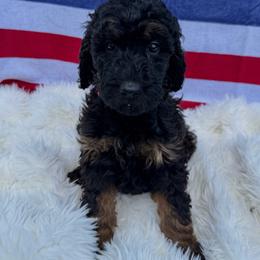 Ash - Phantom female Goldendoodle puppy in Spokane, Washington from Goldendoodles on the Prairie