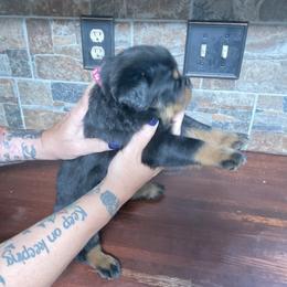 Girl 1 - female Rottweiler puppy in Brighton, Tennessee from Come what May Rottweillers & rescues llc