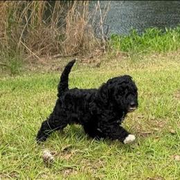 Cash - Black male Goldendoodle puppy in Pittsburg, Texas from Grace Springs Goldendoodles