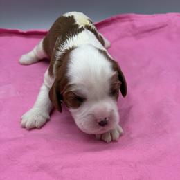 Girl 4 - female Cavalier King Charles Spaniel puppy in Burke, New York from Patti’s Puppies