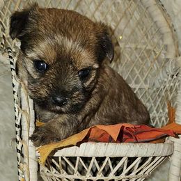Yorkshire Terrier puppies from Granny's Poodles