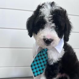 Boots - Black and white male Bernedoodle puppy in Garrettsville, Ohio from Sunset Family Farm