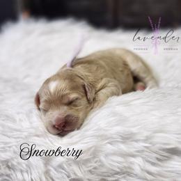 Snowberry - Cream female Cockapoo puppy in Mancelona, Michigan from Lavender poodles & doodles