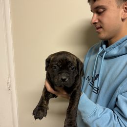 Girl 1 - Chestnut brindle female Cane Corso puppy in Kaufman, Texas from Phantom Corsos