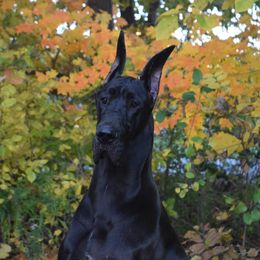 Jynx  - Great Dane
