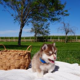 Milo - Chocolate male Pomsky puppy in Hughson, California from 209 Pomskies