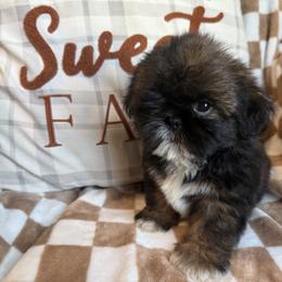 Budget friendly mudslide - Gold male Shih Tzu puppy in Sharon, Pennsylvania from Keystone Danes and Shih tzus