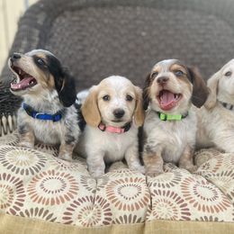 Dachshund and Golden Retriever Puppies from Wyo Dachshunds & Goldens