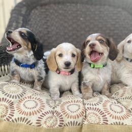 Dachshund and Golden Retriever Puppies from Wyo Dachshunds & Goldens