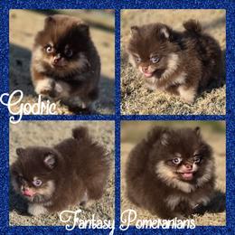 Godric - Chocolate and tan male Pomeranian puppy in Anna, Texas from Fantasy Pomeranians & Fantasy Aussies