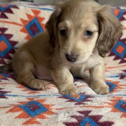 Lucas - Cream male Dachshund puppy in Duncanville, Alabama from Bear Creek Dachshunds