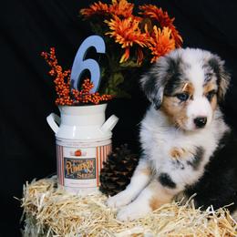 Australian Shepherd Puppies from Cooper Ridge Aussies