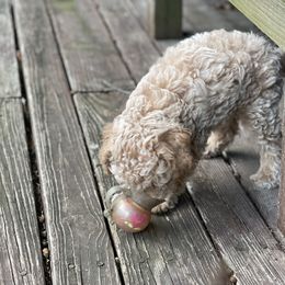 Cockapoo Puppies from Raisingcockapoos