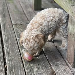 Cockapoo Puppies from Raisingcockapoos